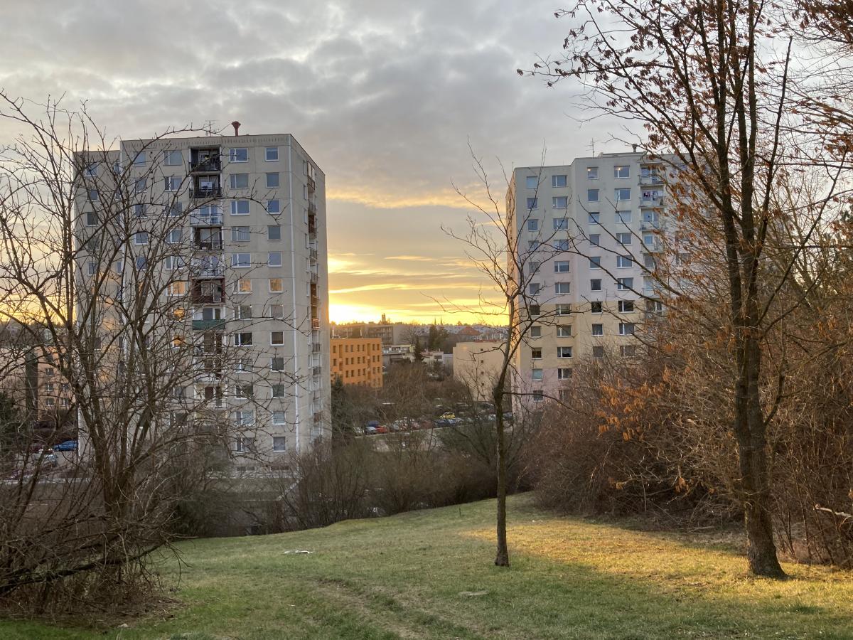 Problém s potkany by pomohla vyřešit jednoduchá věc