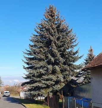 Vánoční strom poputuje do Chrudimi ze Dřenic