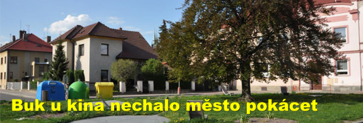 Buk u kina nechalo město pokácet