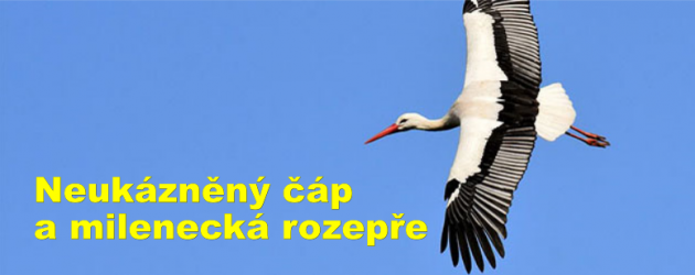 Neukázněný čáp a milenecká rozepře
