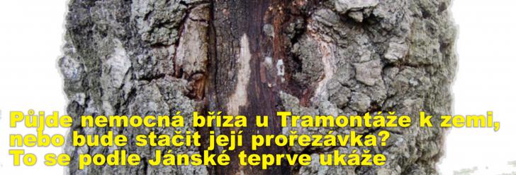 Půjde nemocná bříza u Tramontáže k zemi, nebo bude stačit její prořezávka? To se podle Jánské teprve ukáže