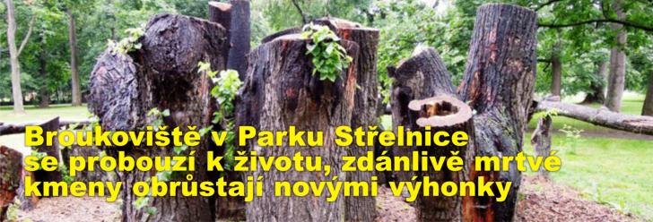 Broukoviště v Parku Střelnice se probouzí k životu, zdánlivě mrtvé kmeny obrůstají novými výhonky