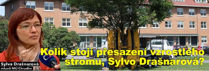 Kolik vlastně stojí přesazení vzrostlého stromu, Sylvo Drašnarová? Mluvčí to zjišťovala až po stížnostech občanů