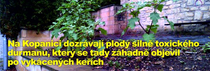 Na Kopanici dozrávají plody silně toxického durmanu, který se tady záhadně objevil po vykácených keřích