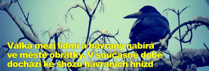 Válka mezi lidmi a havrany nabírá ve městě obrátky. V současné době dochází ke shozu havraních hnízd