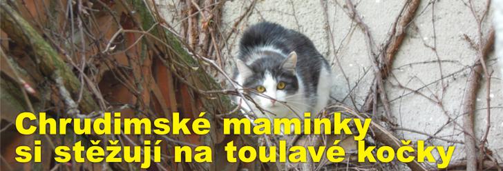 Chrudimské maminky si stěžují na toulavé kočky, které si udělaly ze zdejších pískovišť pro děti záchody