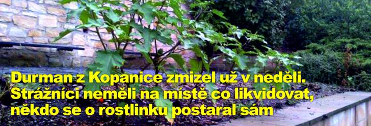 Durman z Kopanice zmizel už v neděli. Strážníci neměli na místě co likvidovat, někdo se o rostlinku postaral sám