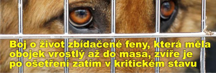 Boj o život zbídačené feny, která měla obojek vrostlý až do masa, zvíře je po ošetření zatím v kritickém stavu