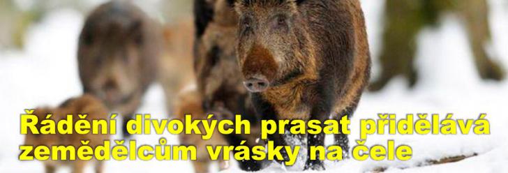 Řádění divokých prasat přidělává zemědělcům na Chrudimsku vrásky na čele. Mohou zato monukultury na polích?