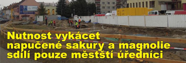 Nutnost vykácet napučené sakury a magnolie sdílí pouze městští úředníci, Chrudimáci jsou však rozezleni
