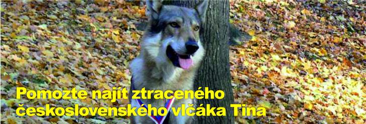 Pomozte najít ztraceného československého vlčáka slyšícího na jméno Tino, naposledy byl viděn u Topole