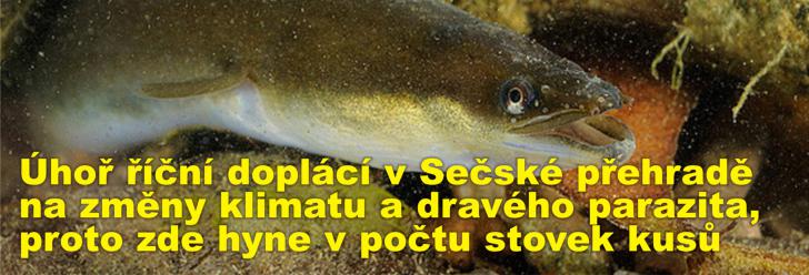 Úhoř říční doplácí v Sečské přehradě na změny klimatu a dravého parazita z Asie, proto zde hyne v počtu stovek kusů