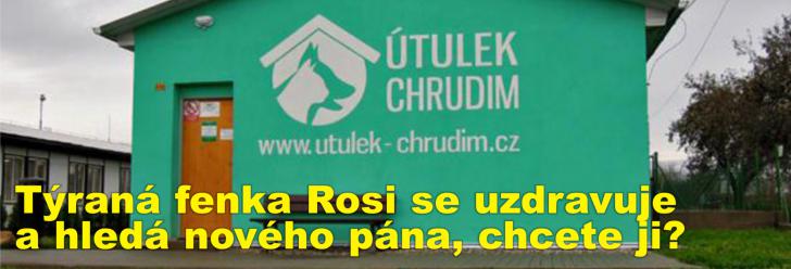 Týraná fenka Rosi se uzdravuje a hledá nového pána, chcete ji? 