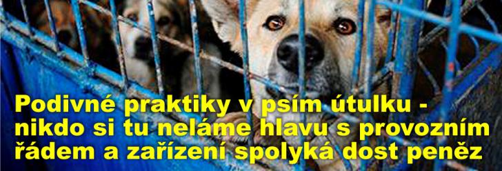 Podivné praktiky v psím útulku - nikdo si tu neláme hlavu s provozním řádem a zařízení spolyká dost peněz