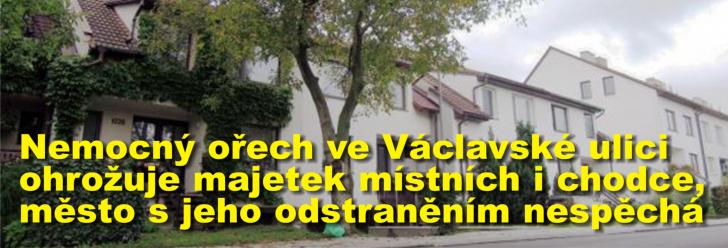 Nemocný ořech ve Václavské ulici ohrožuje majetek místních i chodce, město ale s jeho odstraněním nespěchá