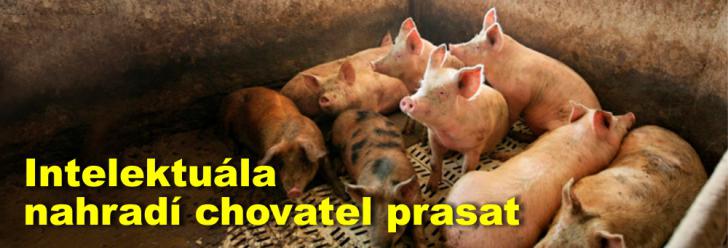 Intelektuála nahradí chovatel prasat