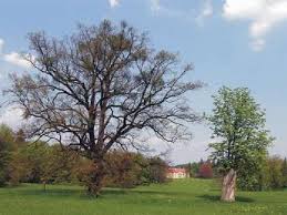 Heřmanův Městec uvítá druhý ročník festivalu Halapaš