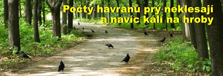 Počty havranů prý neklesají a navíc kálí na hroby