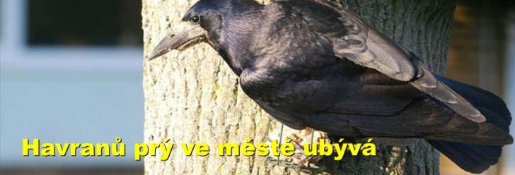 Havranů prý ve městě ubývá
