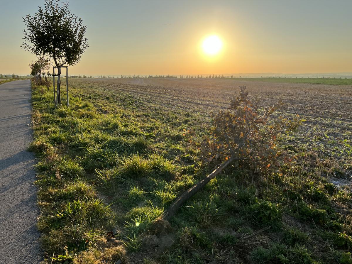 Vyšetřování poničených stromů blokuje úředničina