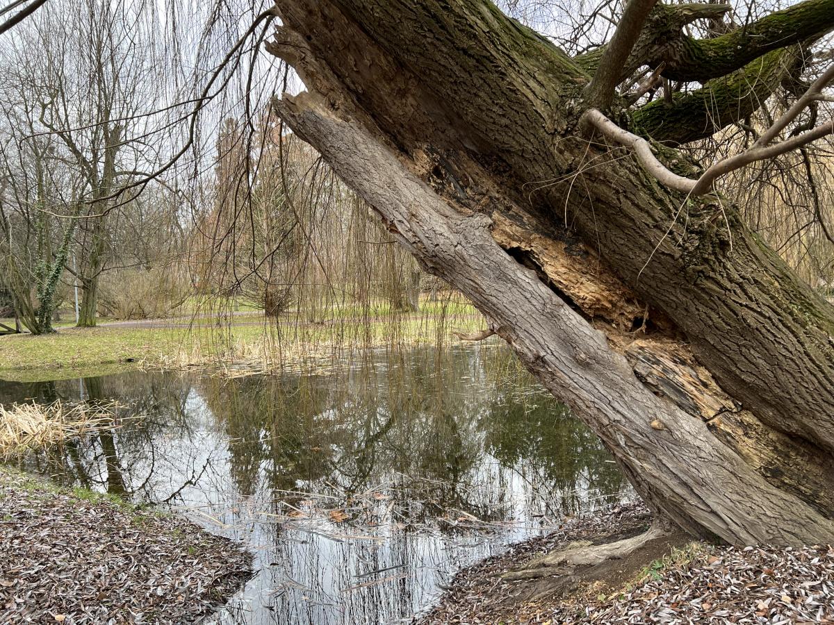 Městský park by potřeboval finanční injekci