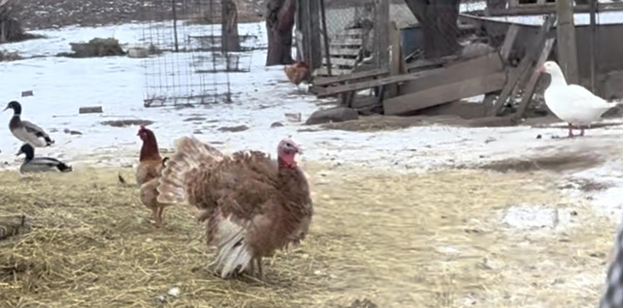 Ptačí chřipka se objevila v Zaječicích