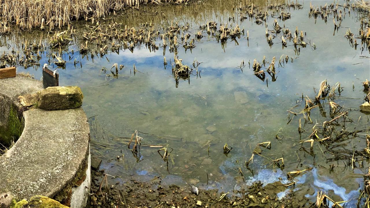 Bez dotace už ani úklid orobince? Revitalizace rybníka ještě nezačala