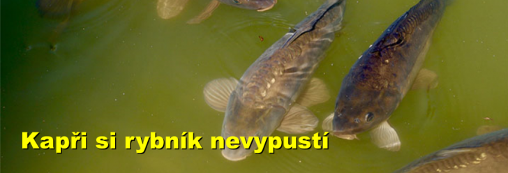 Kapři si rybník nevypustí a politici si odměny nesníží