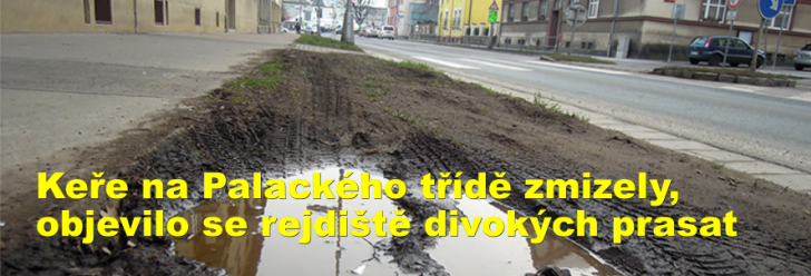Keře na Palackého třídě zmizely, objevilo se rejdiště divokých prasat