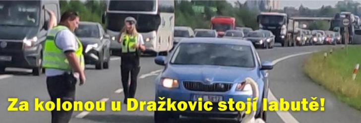 Za kolonu mezi Chrudimí a Pardubicemi mohou labutě