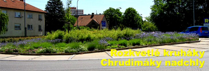 Rozkvetlé kruháky Chrudimáky nadchly