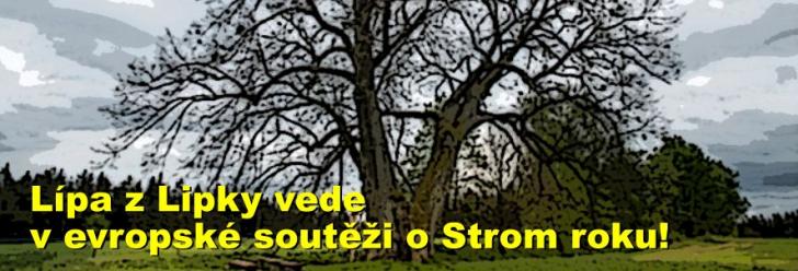 Lípa z Lipky vede v evropské soutěži o Strom roku!