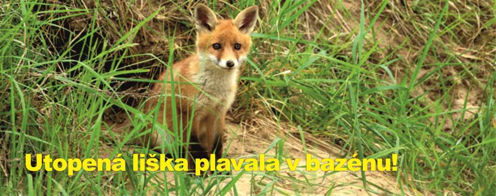Utopená liška plavala v bazénu!