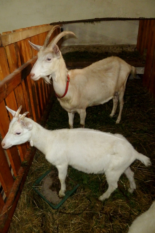 Dožínky pro děti na farmě v Licibořicích   