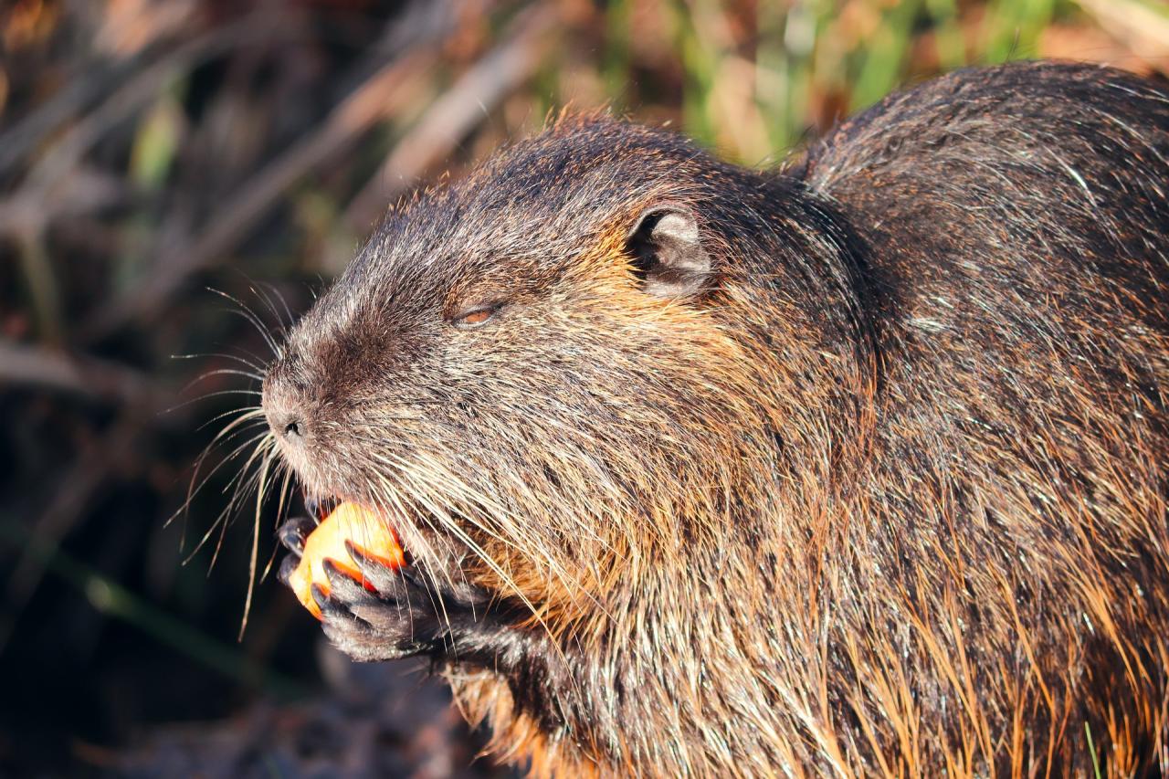 „Nutrie nekrmte, jsou plné nemocí,“ varuje radnice