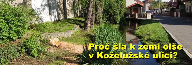 Proč šla k zemi olše v Koželužské ulici?