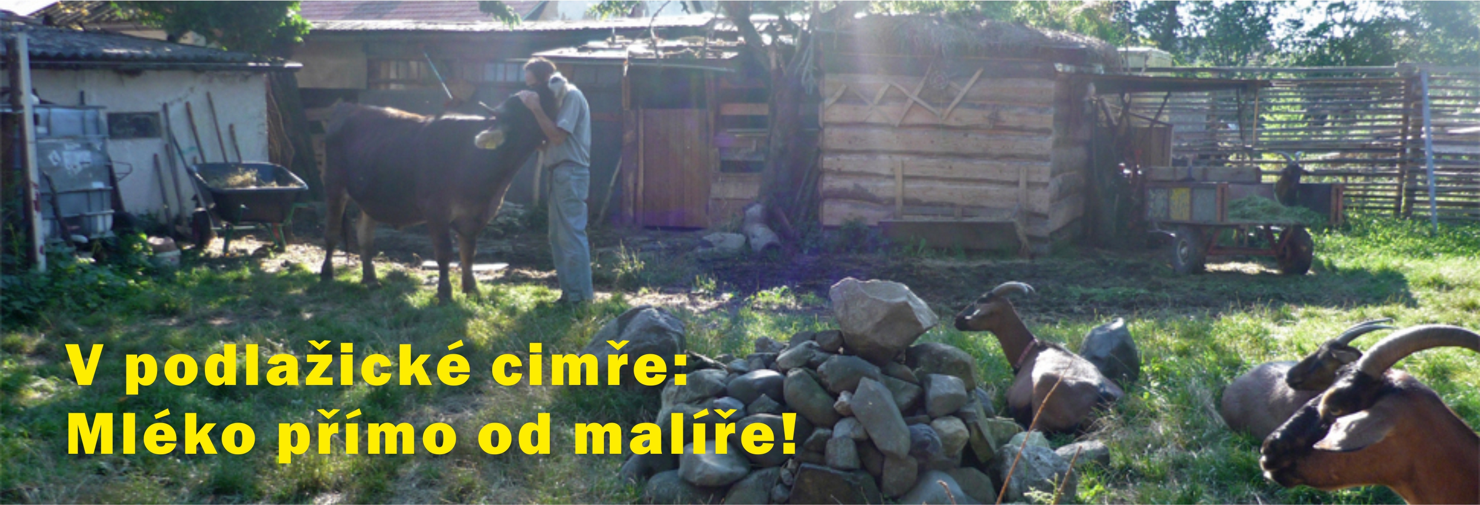 V podlažické cimře: Mléko přímo od malíře