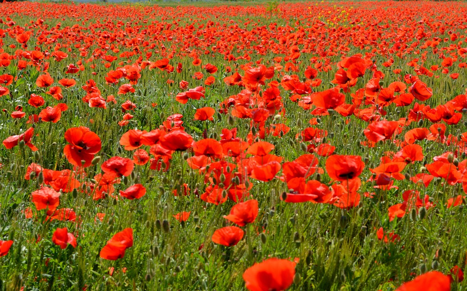 Přispějte v městské knihovně na válečné veterány