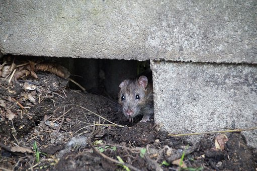 Vymyšlený příběh z Pardubic o potkanech dostává reálné obrysy