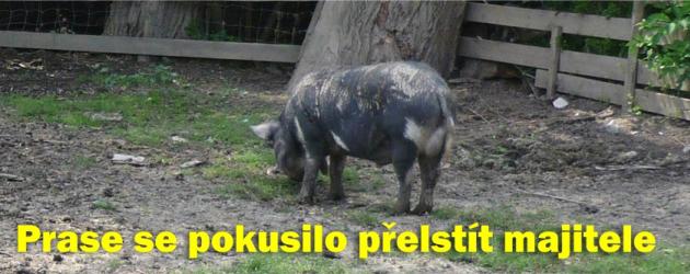 Prase se pokusilo přelstít svého majitele