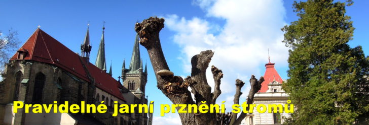 Pravidelné jarní prznění stromů proběhlo i letos