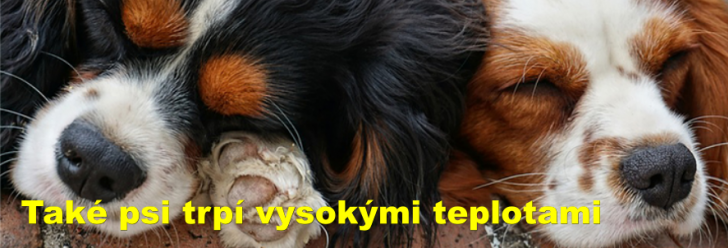 Také psi trpí vysokými teplotami