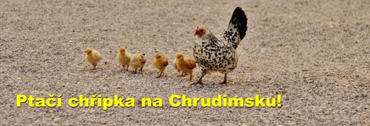 Ptačí chřipka na Chrudimsku!