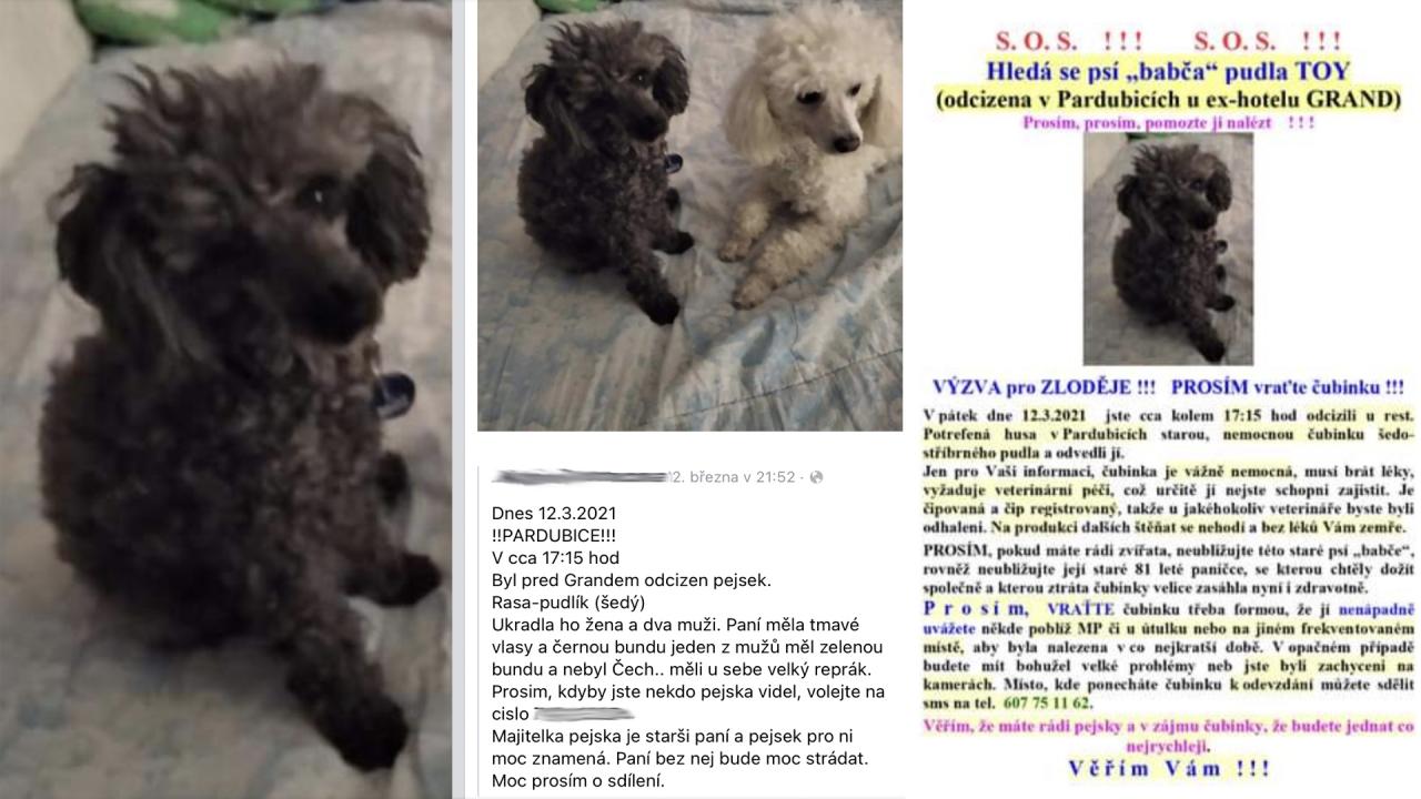 Díky všímavé ženě z Chrudimi se Inuška vrátila domů