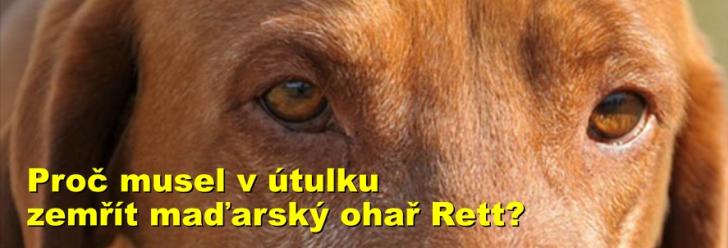 Proč musel v útulku zemřít maďarský ohař Rett?