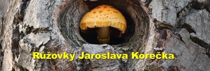 Růžovky Jaroslava Korečka