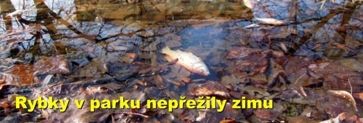 Rybky v parku nepřežily zimu