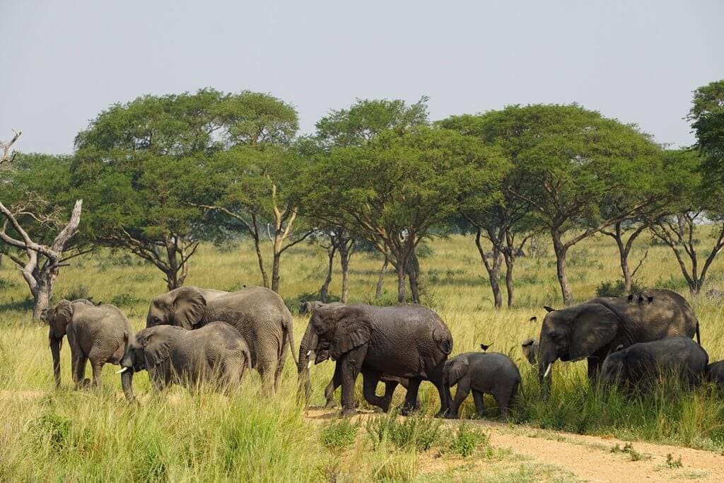 Cestovatelská přednáška: Uganda – zelená perla Afriky