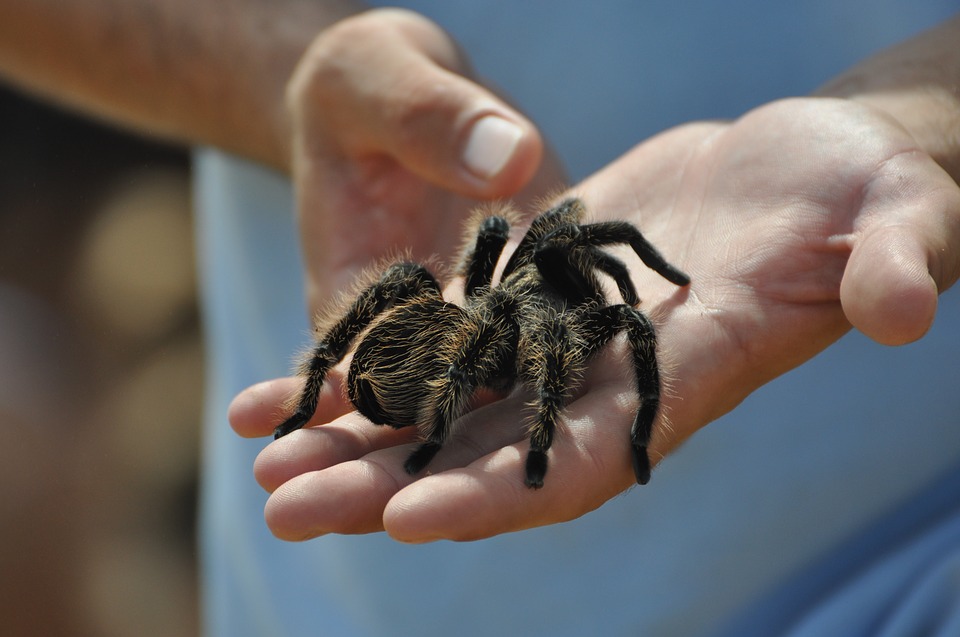 Exotičtí pavouci vyděsili obyvatele města