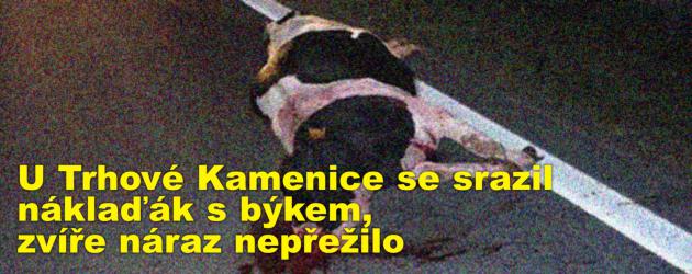 U Trhové Kamenice se srazil náklaďák s býkem, zvíře náraz nepřežilo